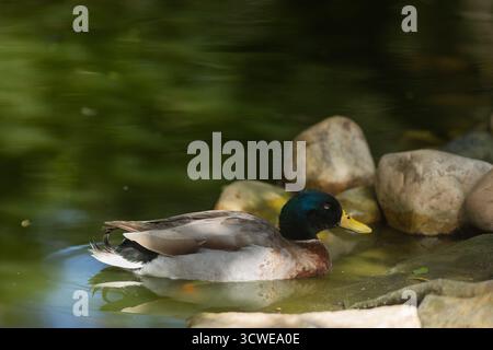 Canard colvert reposant paisiblement sur l'eau verte à côté de pierres naturelles Banque D'Images