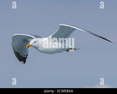 Un goéland argenté européen, Larus argentatus, en vol. Banque D'Images