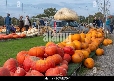 11 octobre 2025. Sunnyfields Farm Shop près de Totton, Southampton, Hampshire, Angleterre, Royaume-Uni. Le populaire événement Pumpkin Time a lieu de façon cuurente. Le festival annuel d'automne comprend des expositions étonnantes de citrouilles. Banque D'Images