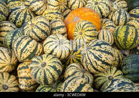 11 octobre 2025. Sunnyfields Farm Shop près de Totton, Southampton, Hampshire, Angleterre, Royaume-Uni. Le populaire événement Pumpkin Time a lieu de façon cuurente. Le festival annuel d'automne comprend des expositions étonnantes de citrouilles. Banque D'Images