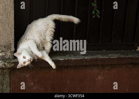 Chat blanc pelucheux à poil long dans une pose acrobatique et maladroite, regardant curieusement depuis une clôture de fer noir Banque D'Images