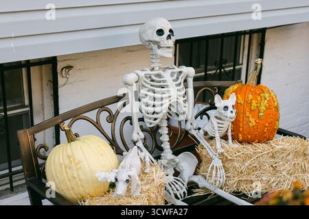 Un squelette et un petit chat sont placés sur un banc avec des citrouilles et des balles de foin, créant une scène d'Halloween d'automne. Banque D'Images