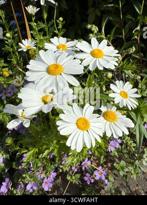 Belle fleur de Marguerite blanche et jaune avec des pétales lumineux et symbole central doré de pureté joie et simplicité floral naturel closeup printemps frais Banque D'Images