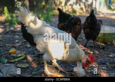 Poulets bruns cherchant de la nourriture sur un sol en terre battue. Poulets élevés en liberté picotant aux déchets dans un jardin. Volailles domestiques à la recherche de nourriture au milieu de la dispersion Banque D'Images