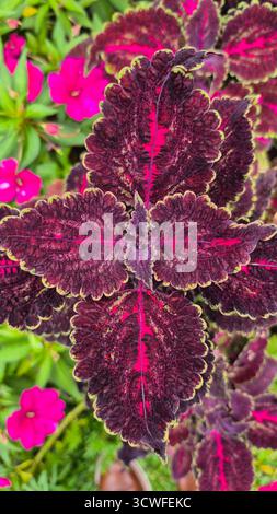 Photo en gros plan d'une feuille de Coleus affichant des couleurs et des textures saisissantes. Le feuillage présente des tons violets Bordeaux profonds avec des veines magenta vives Banque D'Images
