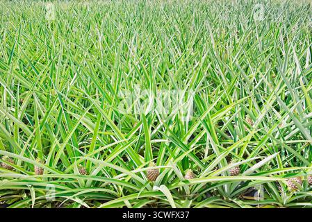 Plantation d'ananas, Costa Rica, Amérique Centrale Banque D'Images