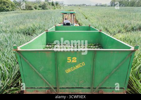 Man driving truck avec ananas biologiques récoltés, Costa Rica, Amérique Centrale Banque D'Images