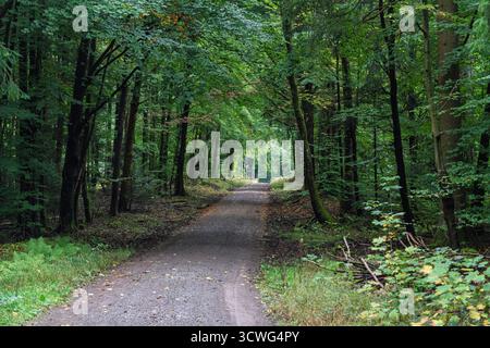 Un sentier magnifiquement paisible et tranquille, entouré d'arbres denses et luxuriants, idéal pour les promenades dans la nature et la détente Banque D'Images