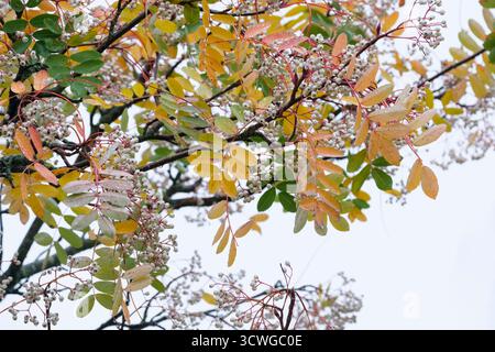Sorbus cashmiriana, Cachemire Mountain Ash tree, Kashmir rowan, grappes de grandes baies blanches en hiver. Banque D'Images