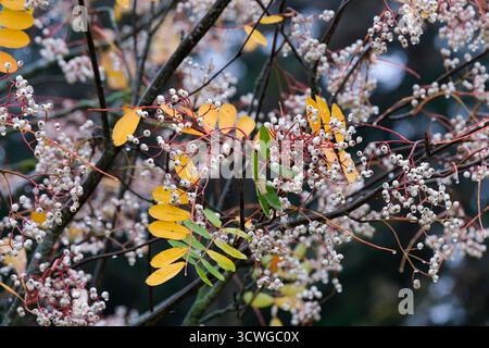 Sorbus cashmiriana, frêne de montagne du Cachemire, Kashmir rowan Banque D'Images