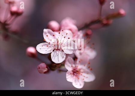 Gros plan de fleurs de cerisier en pleine floraison un jour de printemps Banque D'Images