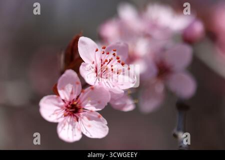 Gros plan de fleurs de cerisier en pleine floraison un jour de printemps Banque D'Images
