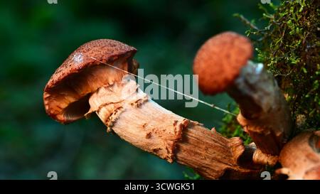 Champignons, champignons, tabourets poussant sur des arbres morts et en décomposition dans des forêts mixtes. Banque D'Images