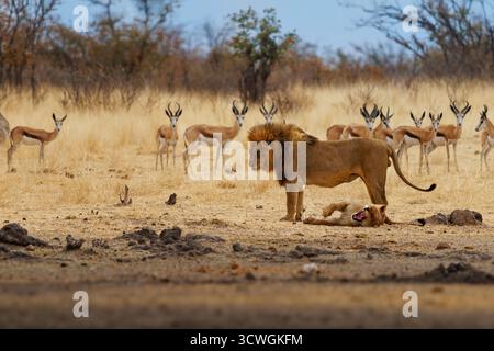 Lion et lionne - Panthera leo roi des animaux. Plus grand chat africain dans le parc national d'Etosha en Namibie Afrique, faire l'amour dans la savane sèche, anima Banque D'Images