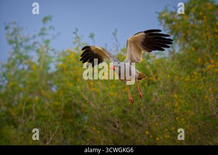 Le goshawk à chant pâle Melierax canorus, oiseau de proie gris chez les Accipitridae, se reproduit en Afrique australe en semi-désert ouvert sec, rapace en vol à Nami Banque D'Images