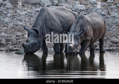Rhinocéros noir ou rhinocéros à lèvres crochet - Diceros bicornis avec environnement, originaire de l'Afrique orientale et australe, deux rhinocéros boissons de l'eau ho Banque D'Images