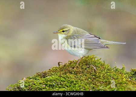 La paruline du saule (Phylloscopus trochilus) est une paruline des feuilles très commune et répandue qui se reproduit dans toute l'Europe du Nord et tempérée Banque D'Images