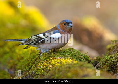 Le Chaffinch eurasien, chaffinch commun, ou simplement le Chaffinch (Fringilla coelebs) est un petit oiseau passereau commun et répandu Banque D'Images