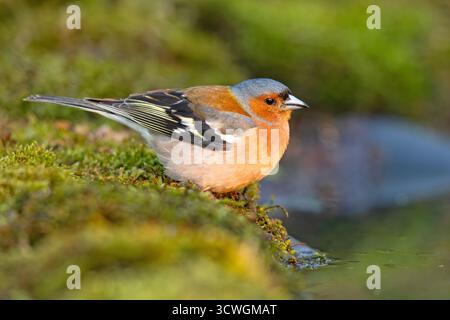 Le Chaffinch eurasien, chaffinch commun, ou simplement le Chaffinch (Fringilla coelebs) est un petit oiseau passereau commun et répandu Banque D'Images