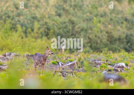Le chevreuil (Capreolus capreolus), également connu sous le nom de chevreuil, chevreuil de l'ouest ou chevreuil d'Europe, est une espèce de cerf. Banque D'Images