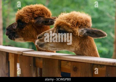 Deux alpagas bruns regardent attentivement tout en se tenant près d'une clôture en bois. Observer les animaux dans un zoo pour enfants Banque D'Images
