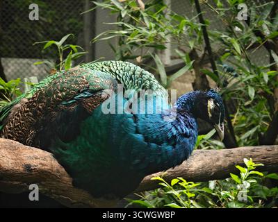 un paon vert et bleu est assis sur la branche dans le zoo Banque D'Images