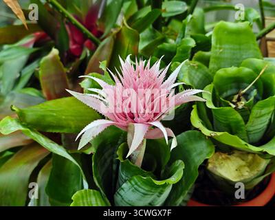 un aechmea fasciata rose fleurit dans le jardin Banque D'Images