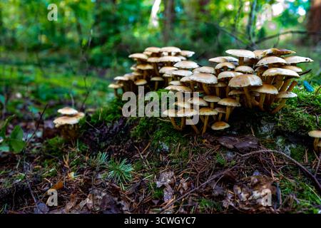 Champignons dans les bois Banque D'Images