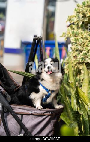 Un petit chien noir et blanc assis heureux dans une poussette à l'extérieur. Le chien porte un harnais bleu et regarde la caméra. Banque D'Images