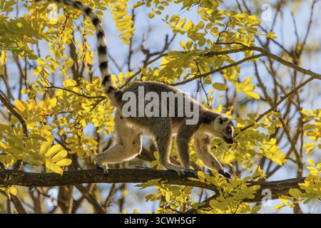 Un lémurien à queue annulaire (Lemur catta) traverse une branche haute dans un arbre contre la lumière par une journée ensoleillée. Sud et Sud-Ouest de Madagascar Banque D'Images