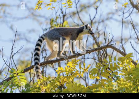 Un lémurien à queue annulaire (Lemur catta) traverse une branche haute dans un arbre contre la lumière par une journée ensoleillée. Sud et Sud-Ouest de Madagascar Banque D'Images