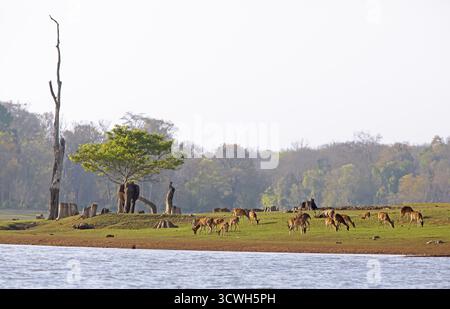 Éléphant d'Asie (Elephas maximus) dans le parc national de Nagarahole, cerfs de l'axe ou chital (axe de l'axe) pâtissant sur les rives du réservoir Kabini, Kabini, Karnat Banque D'Images