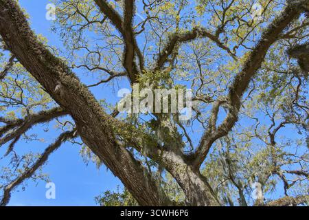 Gros plan de la cime des arbres avec des branches couvertes de mousse sous un ciel bleu clair, Saint Augustine, Floride, États-Unis Banque D'Images
