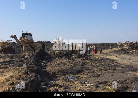 ERTA Ale, Ethiopie - Nov 2018: Caravane de chameaux guidée par les Afar locaux, dans le désert Banque D'Images