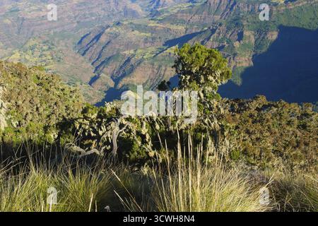 Vue sur le paysage du parc national des montagnes Simien, Éthiopie Banque D'Images