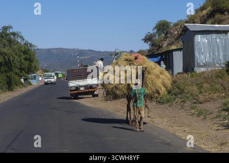 Mekele, Ethiopie - Nov 2018: Chameau transportant beaucoup de foin et être guidé sur une route locale à côté et le passage de camion Banque D'Images