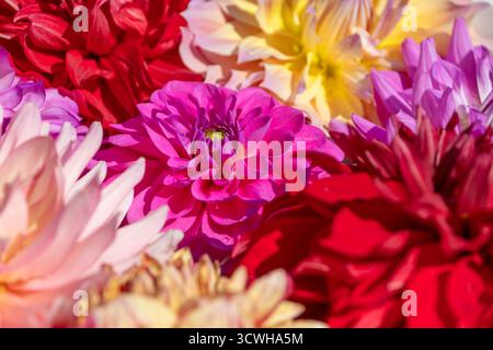 Détails macro vibrants de fleurs colorées de dahlia rouge, magenta et jaune fleurissant en été Banque D'Images