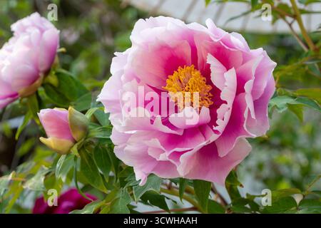 Gros plan d'une grande belle fleur rose de pivoine d'arbre (Paeonia suffruticosa) fleurissant dans un jardin printanier Banque D'Images