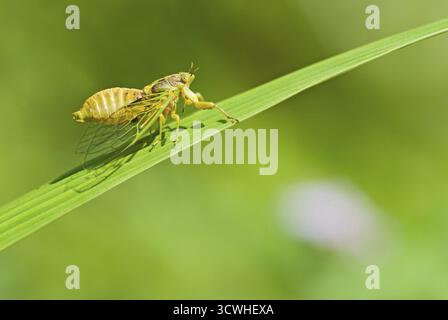 La pariade (Mogannia Cigales), Taïwan, hebes East Asia Banque D'Images