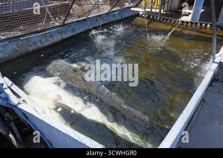 Poissons nageant dans un grand bassin d'élevage avec approvisionnement en eau, poisson-chat (Silurus glanis), ferme piscicole, Armash, province d'Ararat, Arménie Banque D'Images