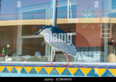 Nycticorax nycticorax (héron de nuit couronné noir) dans une fenêtre de restaurant à Florianopolis, Brésil Banque D'Images