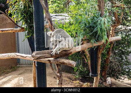 Koala dormant (Phascolarctos cinereus) au zoo de San Diego Banque D'Images