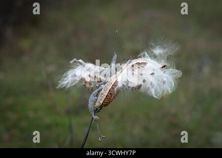 Une gousse de graines d'aspersion et de dispersion des graines à Buffalo point, Manitoba, Canada. Banque D'Images