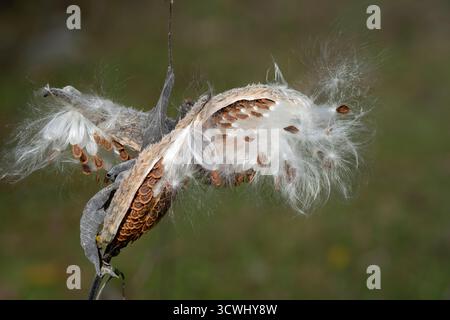 Une gousse de graines d'aspersion et de dispersion des graines à Buffalo point, Manitoba, Canada. Banque D'Images