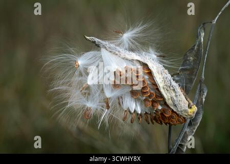 Une gousse de graines d'aspersion et de dispersion des graines à Buffalo point, Manitoba, Canada. Banque D'Images