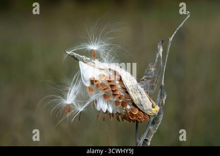 Une gousse de graines d'aspersion et de dispersion des graines à Buffalo point, Manitoba, Canada. Banque D'Images