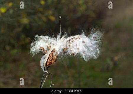 Une gousse de graines d'aspersion et de dispersion des graines à Buffalo point, Manitoba, Canada. Banque D'Images