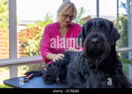 Gros chien noir Schnauzer damé est allongé sur la table en regardant la caméra. Banque D'Images