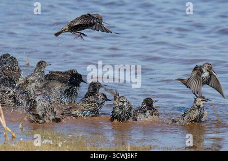 Étourneaux européens, Sturnus vulgaris, baignade en groupe au bord du lac Banque D'Images