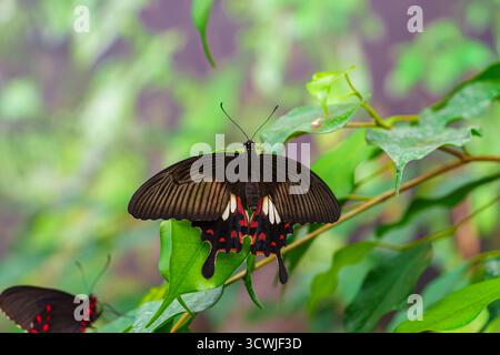 Papilio polytes, mormon commun, papillons à queue d'aronde, famille Papilionidae assis sur une feuille verte dans le fond de jardin. Papillon avec wi noir et rouge Banque D'Images